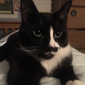 a photo of a black and white tuxedo cat. the white markings on his face make him look like he has a toothbrush moustache.